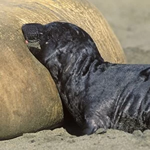 Northern Elephant Seal - pup nursing - Piedras Blancas colony - California coast - North America - Pacific Ocean