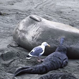 Northern Elephant Seal - pup nursing and Western Gull waiting to steal some milk - Piedras Blancas colony - California coast - North America - Pacific Ocean