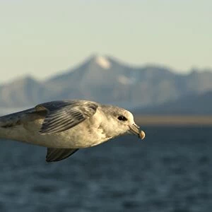 Northern Fulmar - in flight. Spitzbergen. Svalbard