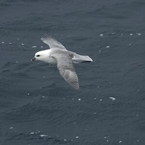 Northern Fulmar In flight over water Isles of Scilly August