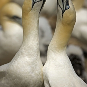 Northern Gannet - Fencing - Pair bonding display performed when couple is reunited - Large white seabird with long black tipped wings and pointed tail - Six foot wingspan - High-diving - Noted for sudden headlong plunges after prey