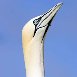 Northern Gannet Looking up to greet incoming mate. Bass Rock, Scotland