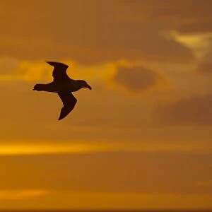 Northern Giant Petrel - In flight at Sunset South Georgia BI007288