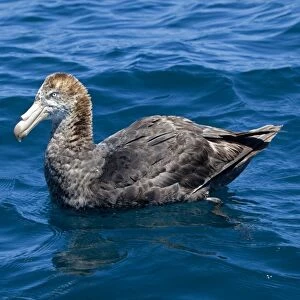 Northern Giant Petrel - on the water - offshore from Kaikoura - South Island - New Zealand