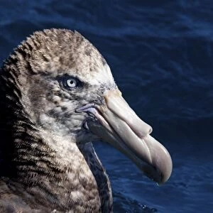 Northern Giant Petrels - on the water - offshore from Kaikoura - South Island - New Zealand