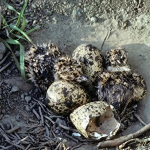 Northern Lapwing - nest with chicks and eggs