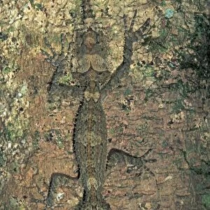 Northern Leaf-tailed Gecko - Lamington Nationalpark - Australia