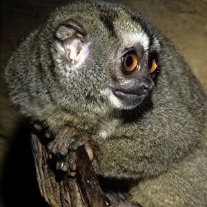 Northern Night Monkey / Douroucouli / Owl Monkey - nocturnal - Brazil