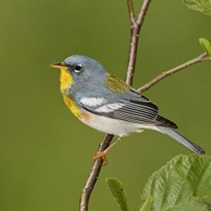 Northern Parula - adult male on breeding territory - May - Connecticut - USA