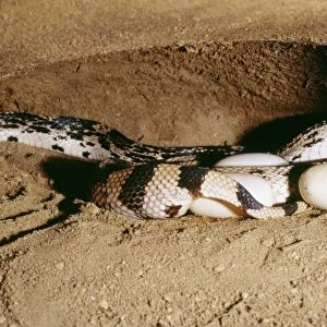 Northern Pine Snake Laying eggs, USA