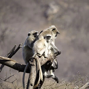 Northern Plains Grey Langur - adult and young Semnopithecus entellus Rajasthan, India MA003959