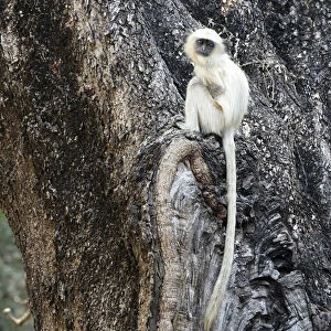 Northern Plains Grey Langur - youngster Semnopithecus entellus Rajasthan, India MA003969