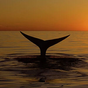 Northern Right whale - Whale diving at sunset, Bay of Fundy, New Brunswick, Canada CH 561