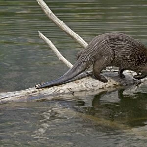 Northern River Otter - diving into lake - Northern Rockies - Montana - Wyoming - Western USA - Summer _D3A5283