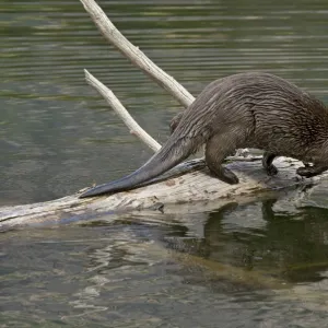 Northern River Otter - diving into lake - Northern Rockies - Montana - Wyoming - Western USA - Summer _D3A5283