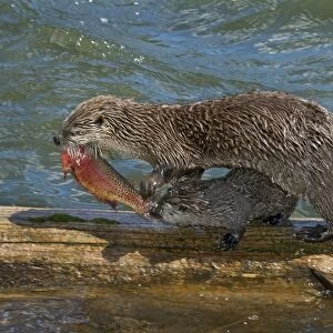 Northern River Otter - mother feeding on cutthroat trout with young pups - (at this stage the pups do not have large enough teeth to kill and eat this trout) - Northern Rockies - Montana - Wyoming - Western USA - Summer _D3A6029