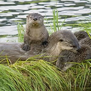Northern River Otter - mother and pups - Northern Rockies - Montana - Wyoming - Western USA - Summer _D3A5415