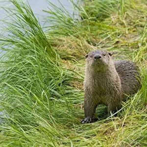 Northern River Otter - Northern Rockies - Montana - Wyoming - Western USA - Summer _D3A5267