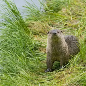 Northern River Otter - Northern Rockies - Montana - Wyoming - Western USA - Summer _D3A5267