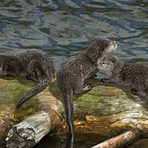 Northern River Otter - pups on log along edge of lake - pup on left has piece of cutthroat trout but just learning to eat fish at this stage of their lives - Northern Rockies - Montana - Wyoming - Western USA - Summer _D3A5992