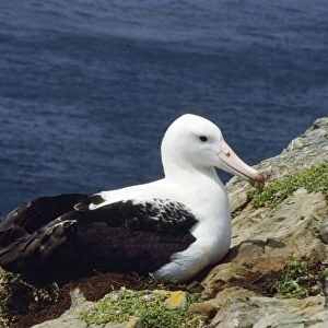 Northern Royal Albatross - incubating New Zealand