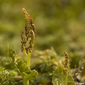 A northern species of moonwort (a fern) - Botrychium boreale- with fertile fronds. Norway