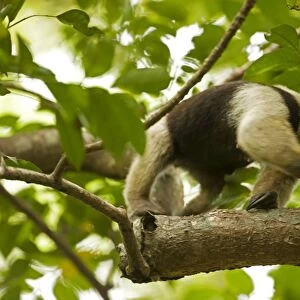 Northern Tamandua - feeding in tree - Costa Rica