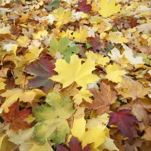 Norway Maple - autumn coloured leaves on ground in park - Hessen - Germany Norway Maple - autumn coloured leaves on ground in park - Hessen - Germany