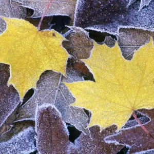 Norway Maple - and Scarlet Oak (Quercus coccinea), autumn leaves covered with frost, Lower Saxony, Germany Norway Maple - and Scarlet Oak (Quercus coccinea), autumn leaves covered with frost, Lower Saxony, Germany