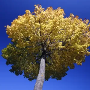 Norway Maple Tree - autumn - Lower Saxony - Germany