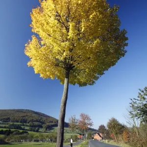 Norway Maple Tree - autumn - Lower Saxony - Germany Norway Maple Tree - autumn - Lower Saxony - Germany