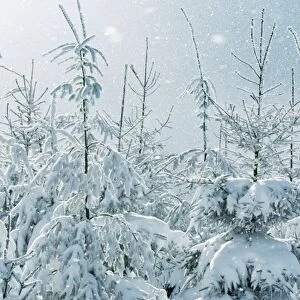 Norway Spruce Tree Snowing in winter