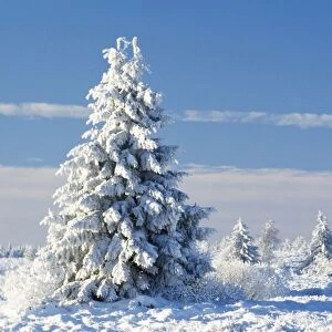 Norway Spruce Tree In winter snow