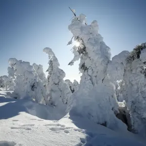 Norway Spruce - trees covered in snow and ice - Brocken mountain - National Park Hochharz - Saxony-Anhalt - Germany Norway Spruce - trees covered in snow and ice - Brocken mountain - National Park Hochharz - Saxony-Anhalt - Germany