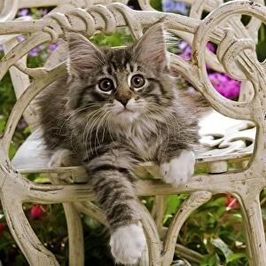 Norwegian Forest Cat - kitten sitting on chair with flowers