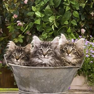 Norwegian Forest Cat - three kittens in tin pail