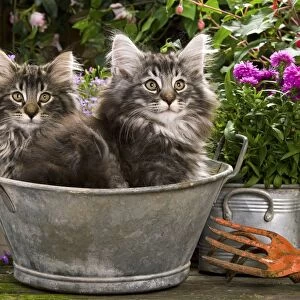 Norwegian Forest Cat - two kittens in tin pail