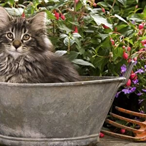 Norwegian Forest Cat - in metal planter with flowers