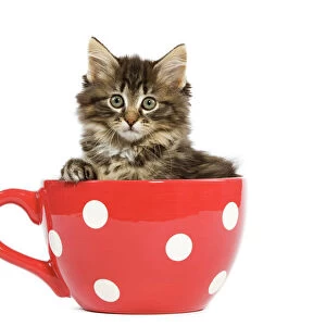 Norwegian Forest Cat / Norsk Skogkatt - 8 week old kitten in red & white spotted mug