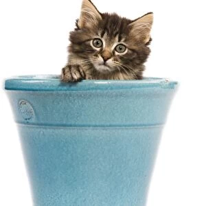 Norwegian Forest Cat / Norsk Skogkatt - 8 week old kitten in blue pot