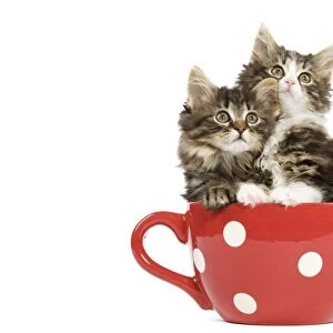 Norwegian Forest Cat / Norsk Skogkatt - two 8 week old kittens in red & white spotted mug