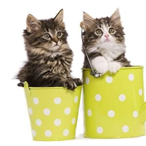 Norwegian Forest Cat / Norsk Skogkatt - two 8 week old kittens in green and white spotted watering can & pot