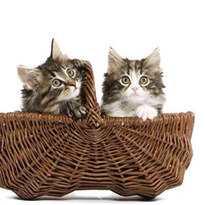 Norwegian Forest Cat / Norsk Skogkatt - two 8 week old kittens in wicker basket in studio