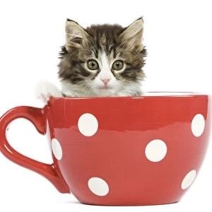 Norwegian Forest Cat / Norsk Skogkatt - 8 week old kitten in red & white spotted mug