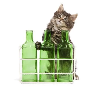 Norwegian Forest Cat / Norsk Skogkatt - 8 week old kitten on hind legs behind three green glass bottles