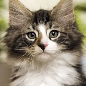 Norwegian Forest Silver and White Mackerel Tabby Cat Norwegian Forest Silver and White Mackerel Tabby Cat