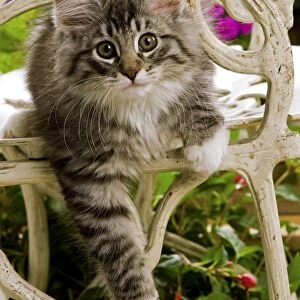 Norweigan Forest Cat - kitten on chair