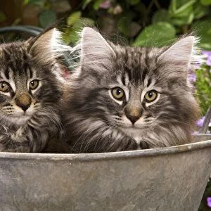 Norweigan Forest Cat - two in metal planter with flowers