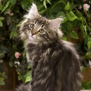 Norweigan Forest Cat - sitting Norweigan Forest Cat - sitting