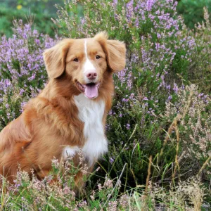 Nova Scotia Duck Tolling Retriever - sitting in heather